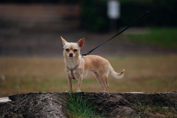 Les femmes et l'autisme: pourquoi sont-elles sous-diagnostiquées ?